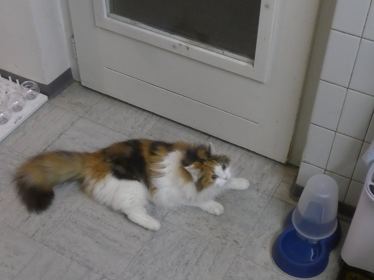 (213'200) - Katze Nimerya schafft es doch nicht am 30. Dezember 2019 in Thun