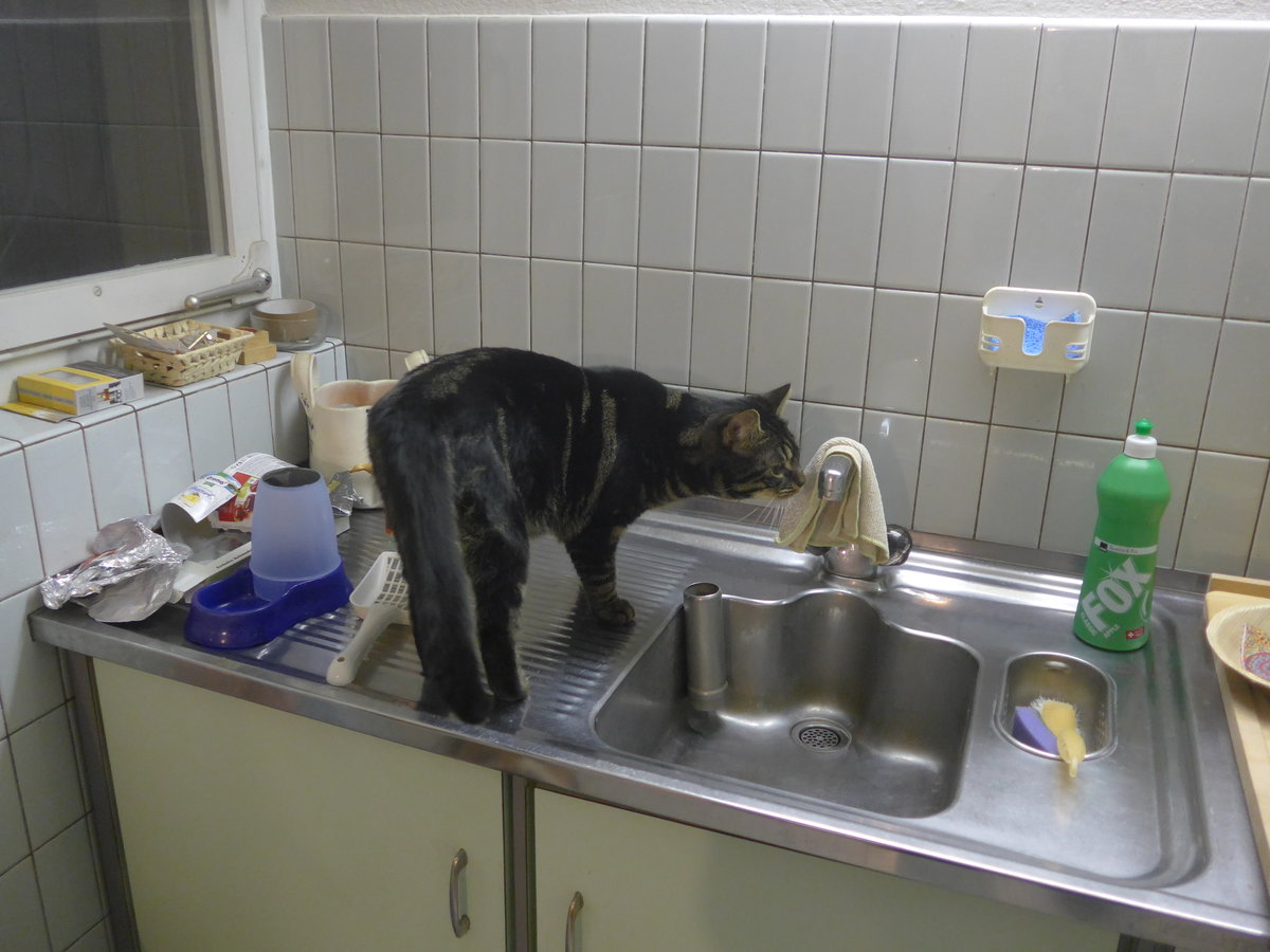 (213'209) - Kater Shaggy hat durst am 31. Dezember 2019 in Thun