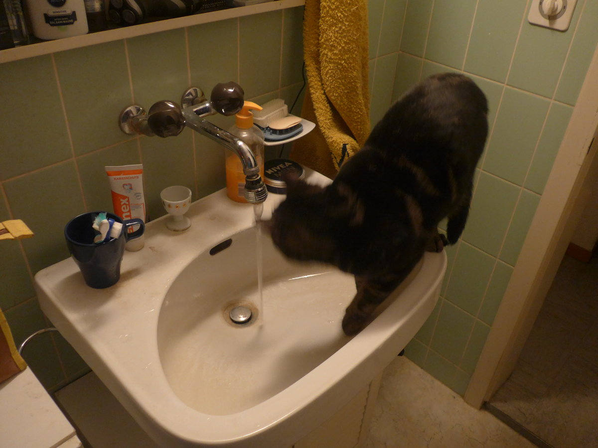 (213'434) - Kater Shaggy hat durst am 6. Januar 2020 in Thun