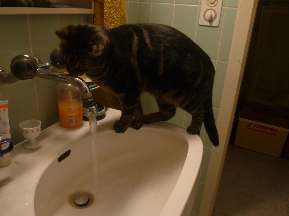 (213'435) - Kater Shaggy hat durst am 6. Januar 2020 in Thun