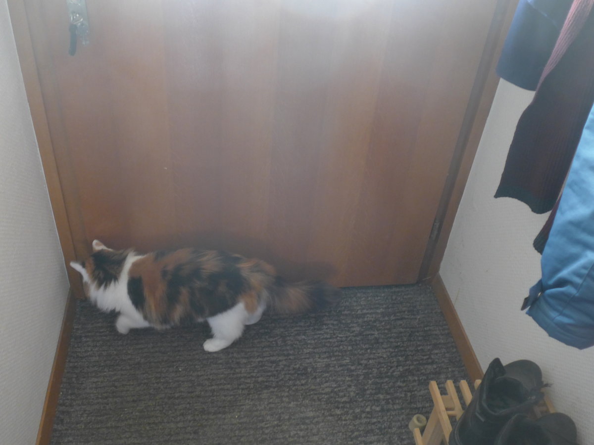 (213'437) - Katze Nimerya m�chte hinaus am 6. Januar 2020 in Thun