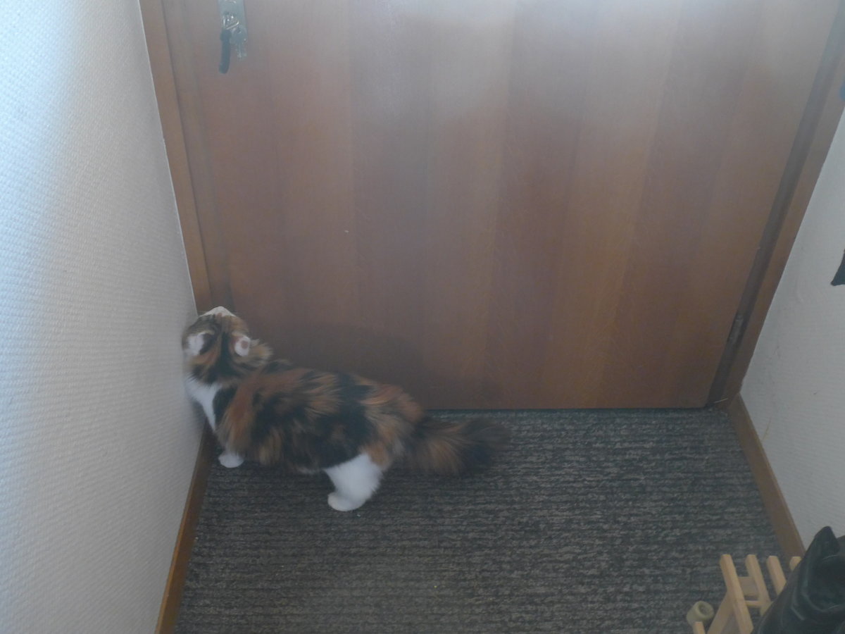 (213'438) - Katze Nimerya m�chte hinaus am 6. Januar 2020 in Thun