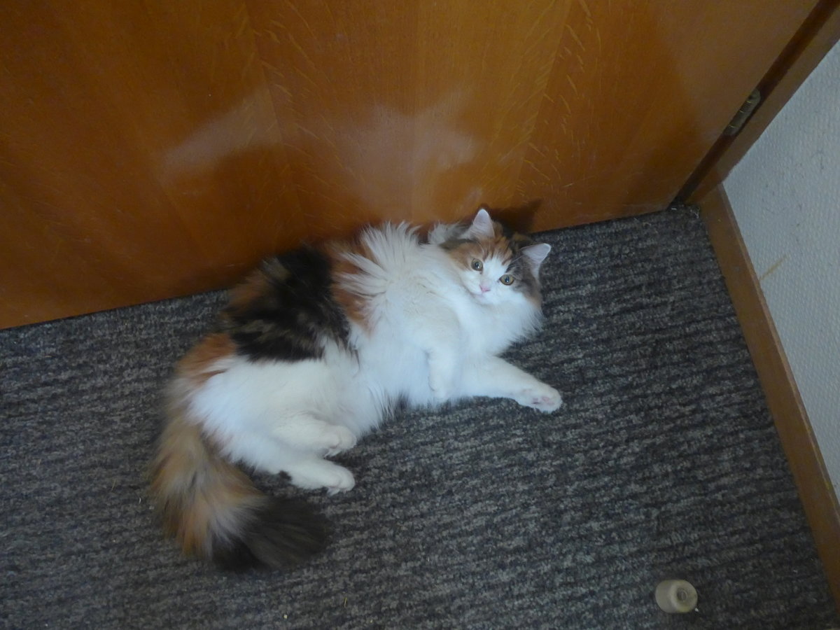 (213'439) - Katze Nimerya m�chte Hinaus am 6. Januar 2020 in Thun