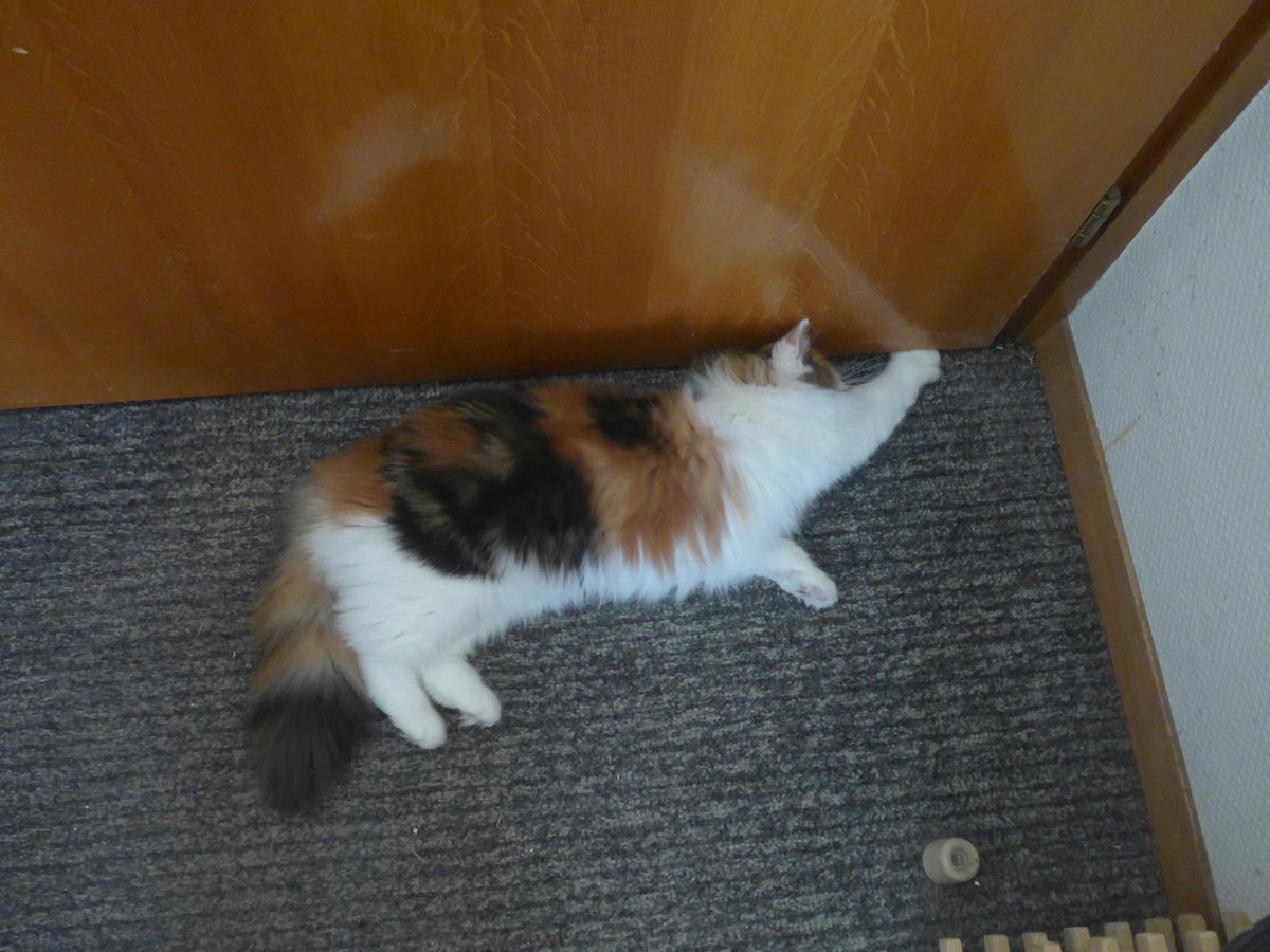 (213'440) - Katze Nimerya m�chte hinaus am 6. Januar 2020 in Thun