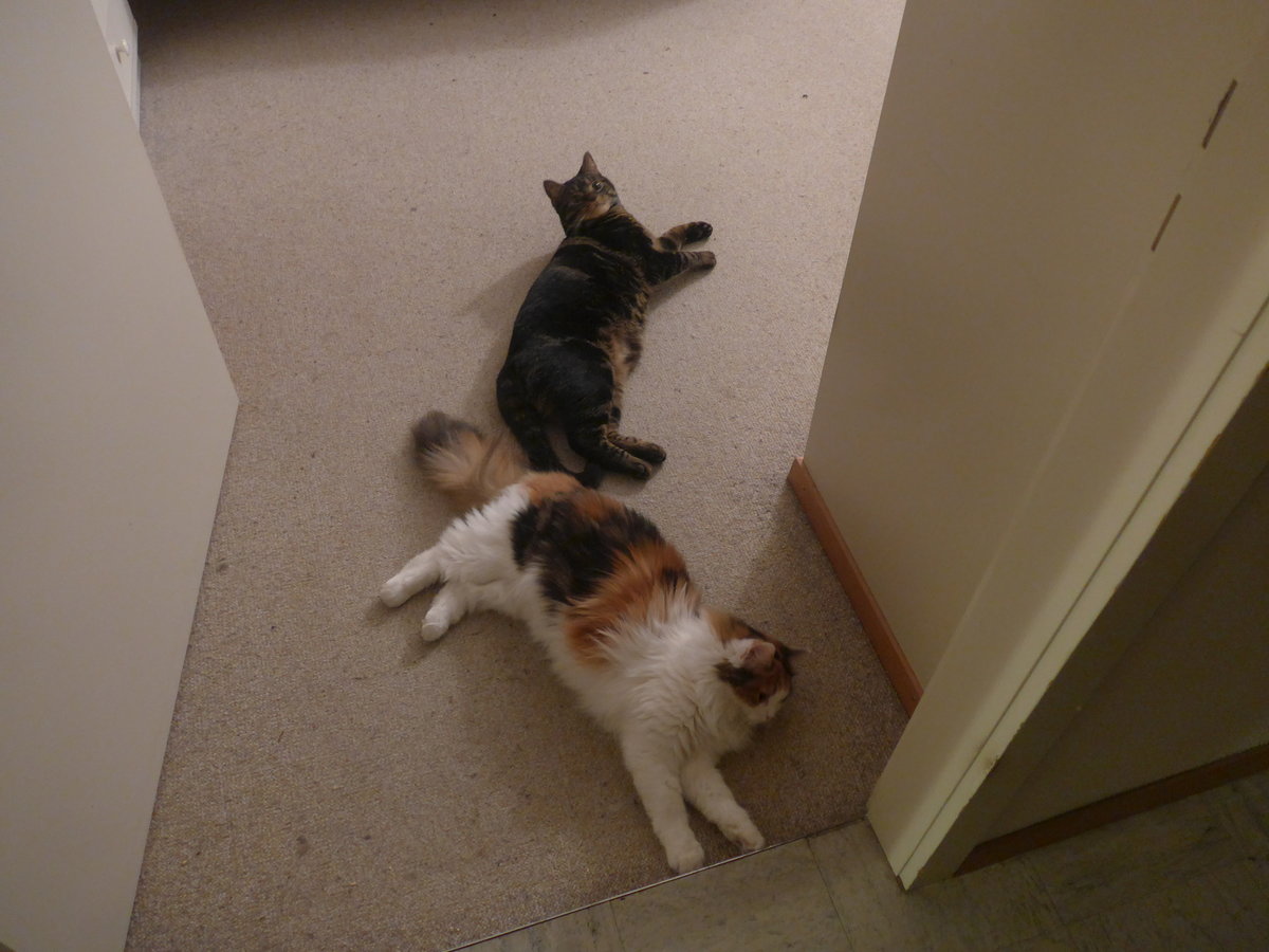 (213'811) - Kater Shaggy und Katze Nimerya am 12. Januar 2020 in Thun