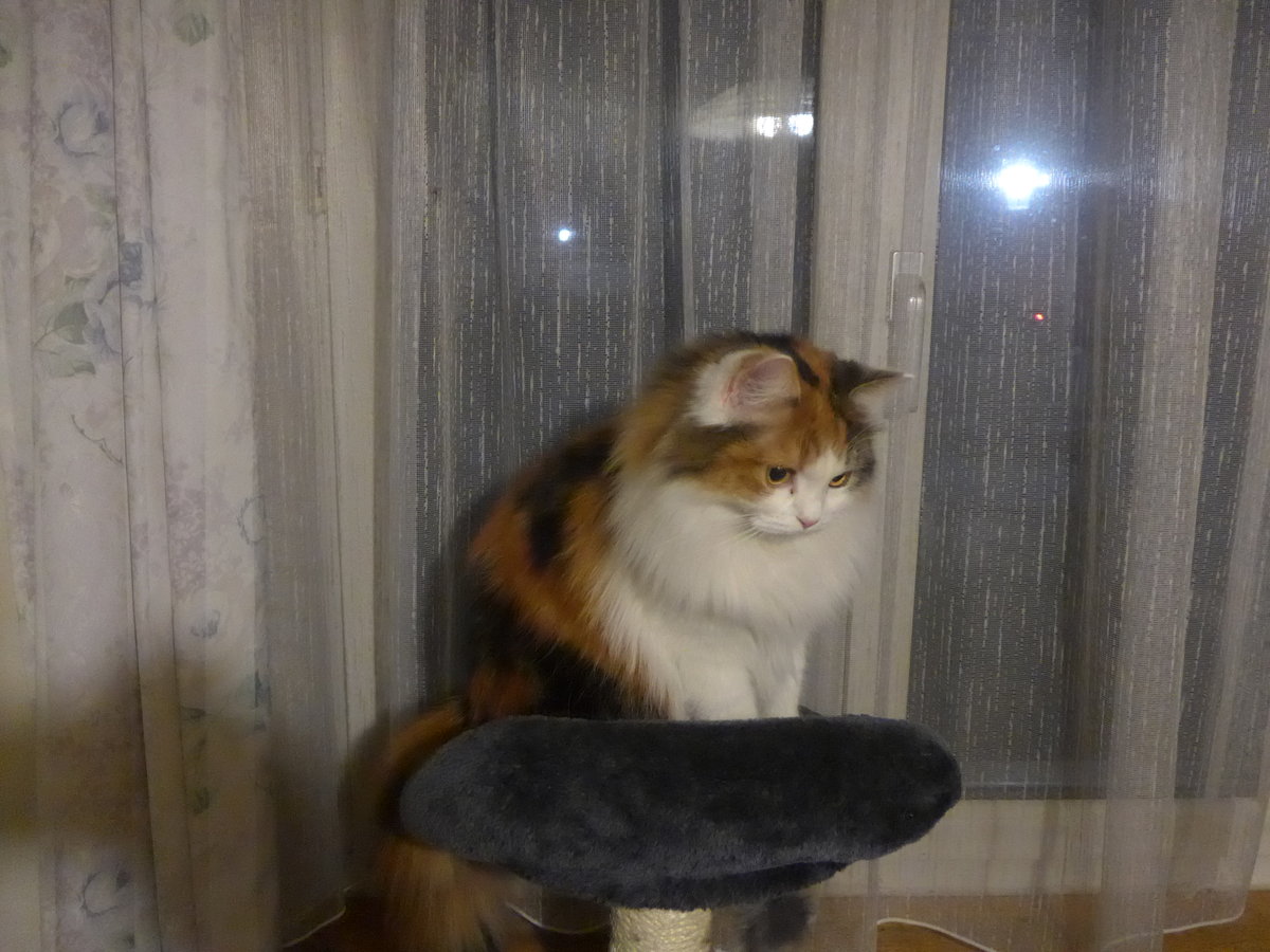 (213'954) - Katze Nimerya auf dem Kratzbaum am 19. Januar 2020 in Thun