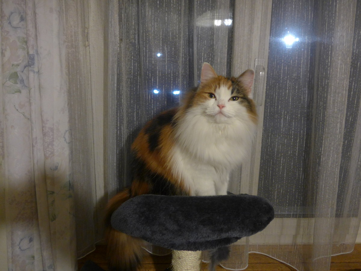 (213'955) - Katze Nimerya auf dem Kratzbaum am 19. Januar 2020 in Thun