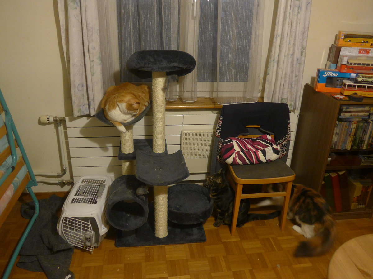(213'988) - Kater Momo und Shaggy und Katze Nimerya auf/beim Kratzbaum am 22. Januar 2020 in Thun