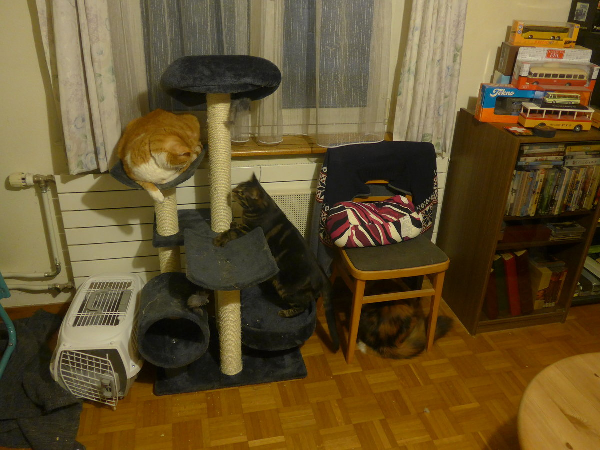 (213'989) - Kater Momo und Shaggy und Katze Nimerya auf/beim Kratzbaum am 22. Januar 2020 in Thun