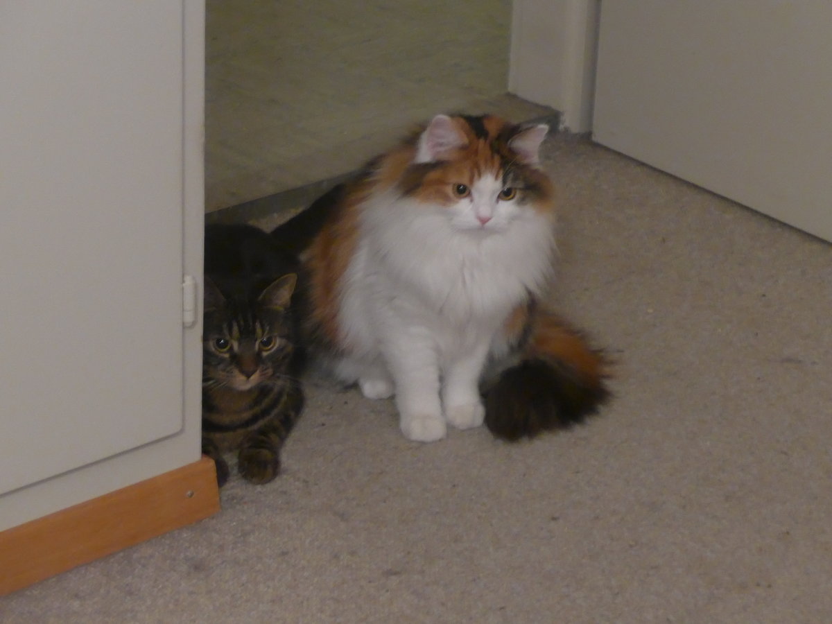 (213'990) - Kater Shaggy und Katze Nimerya am 22. Januar 2020 in Thun