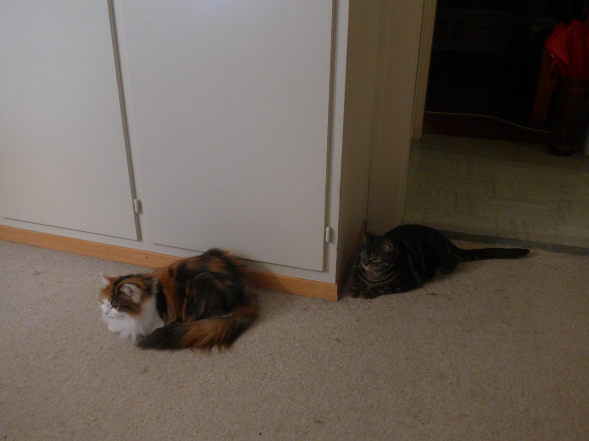 (213'991) - Katze Nimerya und Kater Shaggy am 22. Januar 2020 in Thun