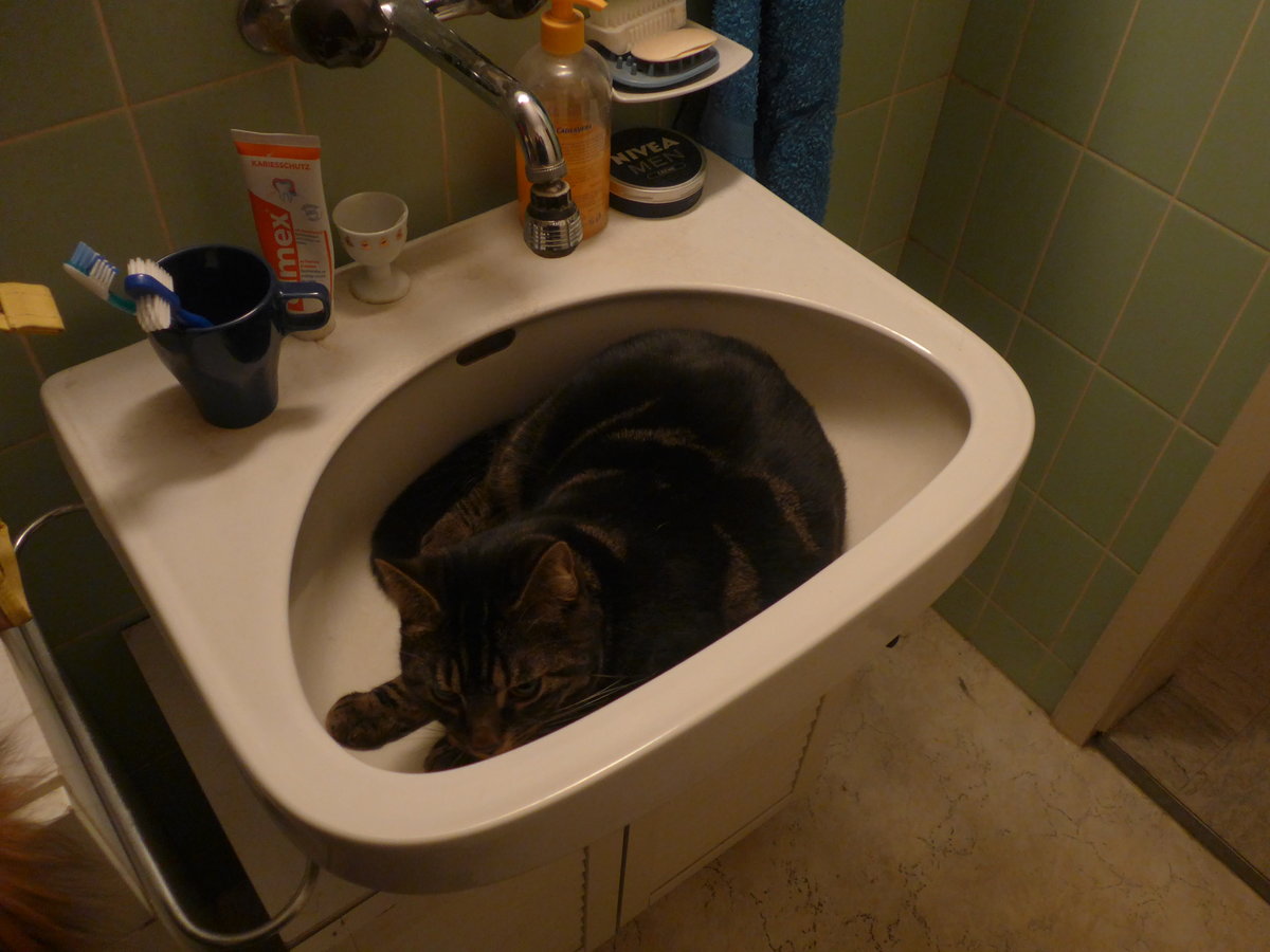 (213'992) - Kater Shaggy im Br�nneli am 24. Januar 2020 in Thun