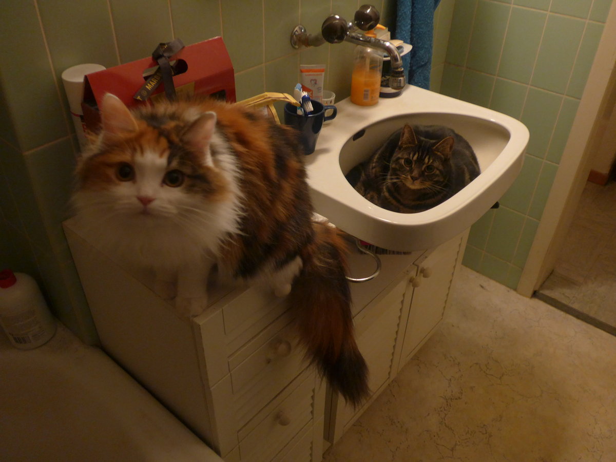 (213'993) - Katze Nimerya und Kater Shaggy im Bad am 24. Januar 2020 in Thun