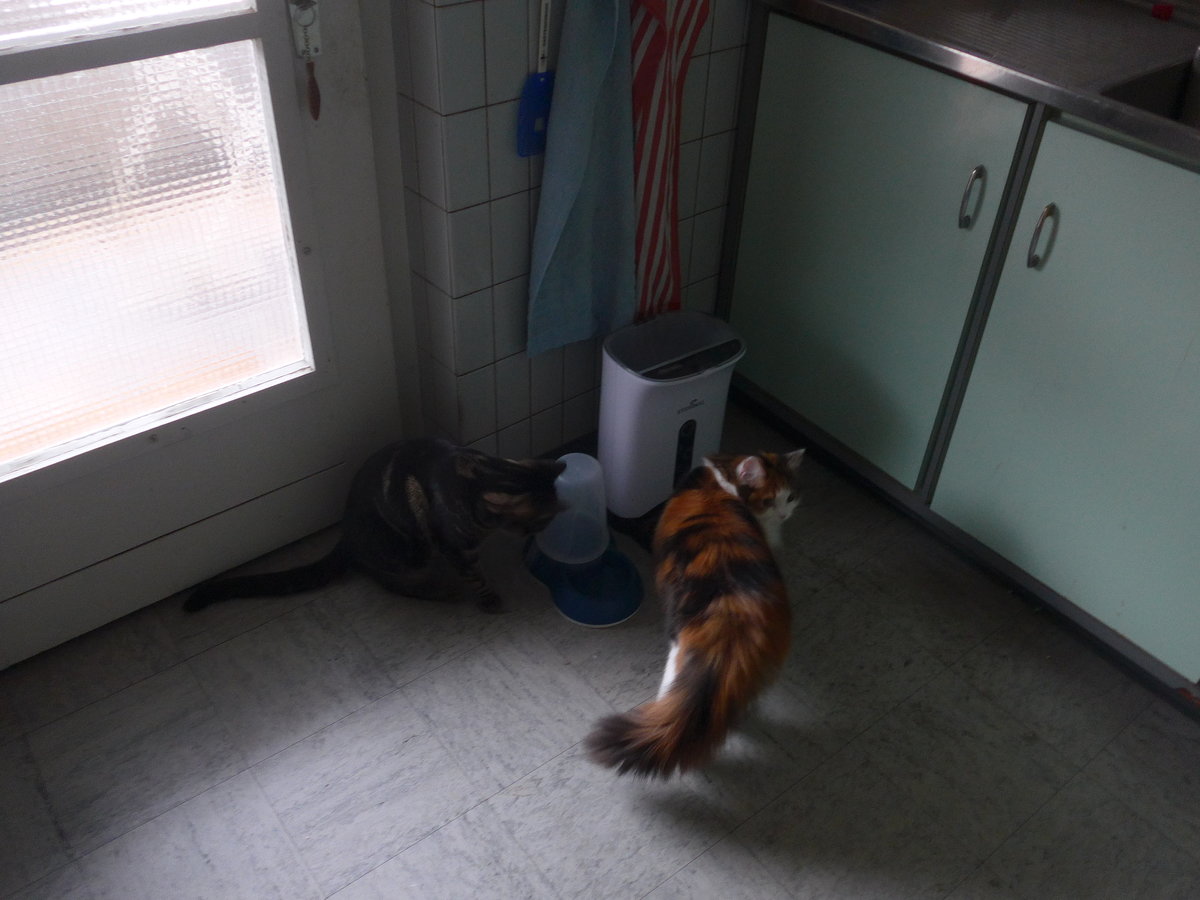 (214'086) - Kater Shaggy und Katze Nimerya beim Futterplatz am 2. Februar 2020 in Thun