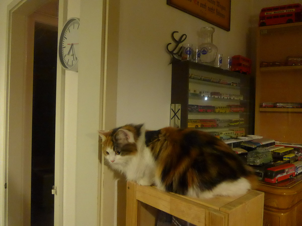 (214'112) - Katze Nimerya am 8. Februar 2020 in Thun