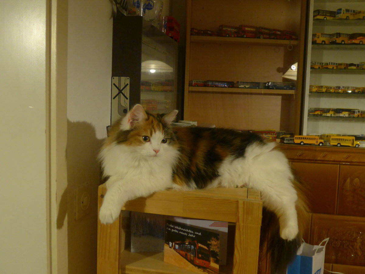 (214'113) - Katze Nimerya am 8. Februar 2020 in Thun