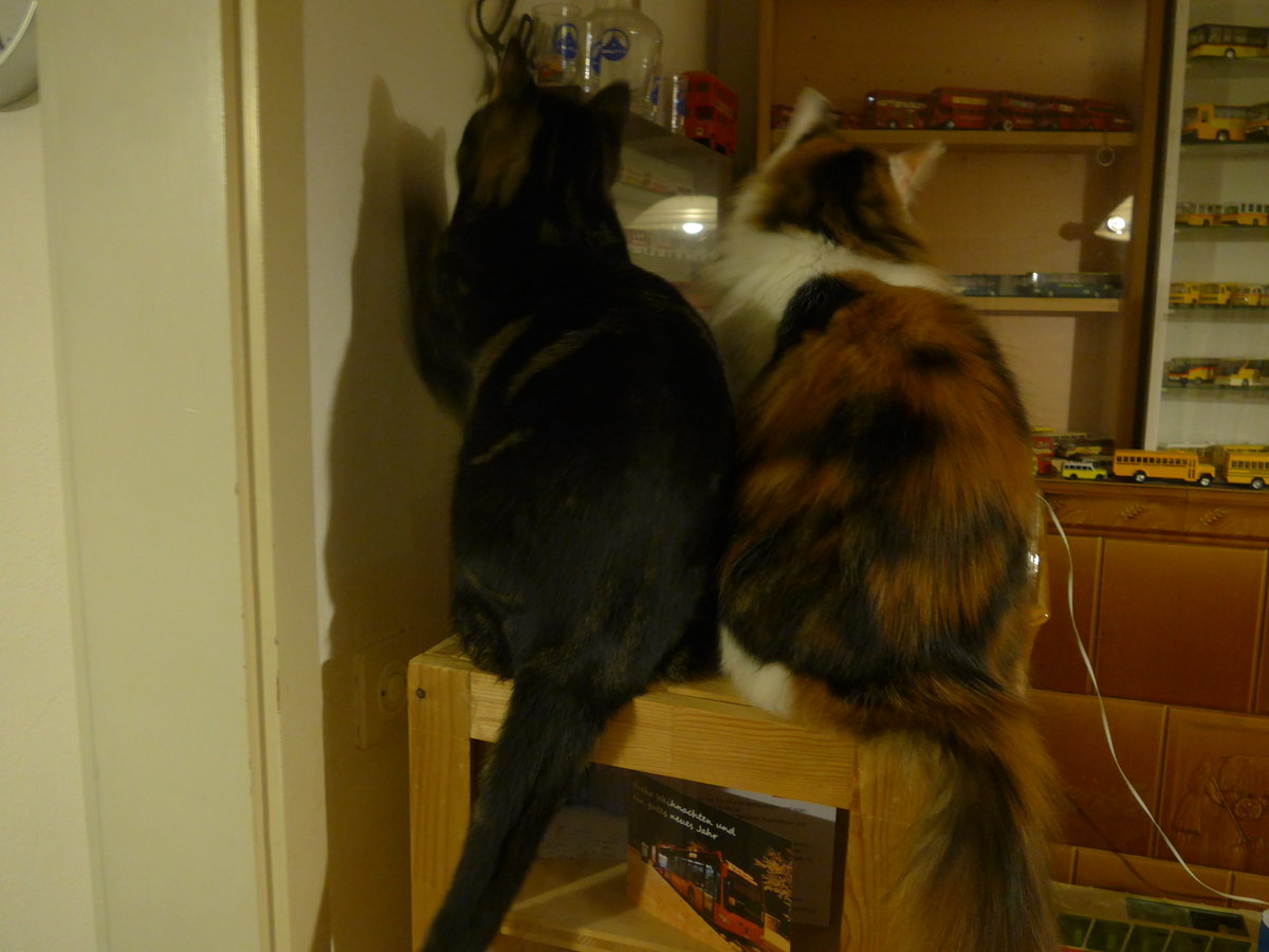 (214'115) - Sch�ne R�cken k�nnen auch entz�cken ... Kater Shaggy und Katze Nimerya am 8. Februar 2020 in Thun