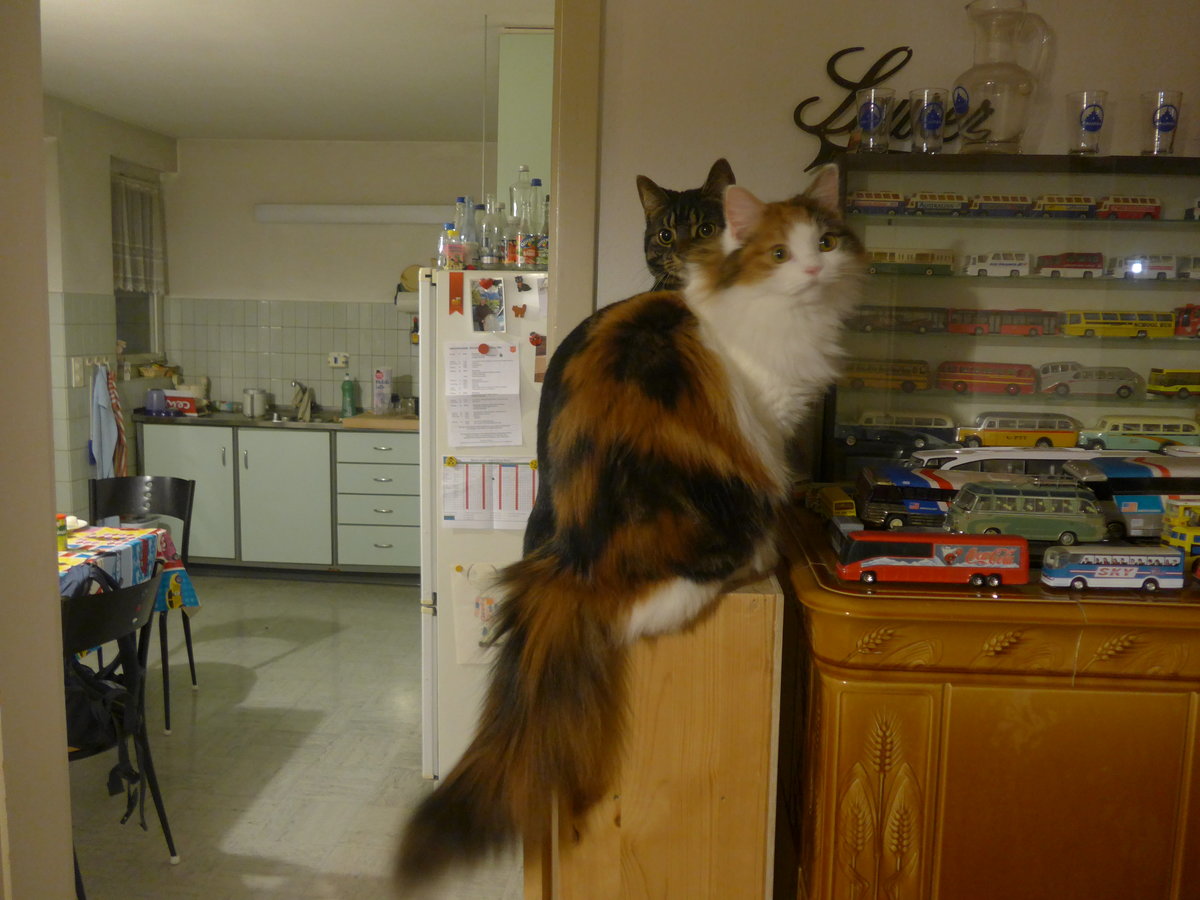 (214'116) - Katze Nimerya und Kater Shaggy am 8. Februar 2020 in Thun