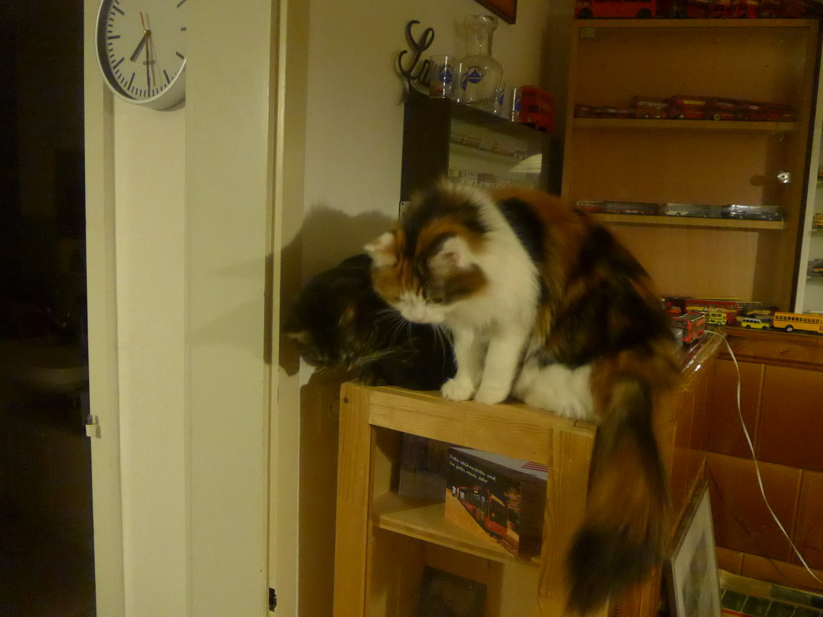 (214'117) - Kater Shaggy und Katze Nimerya am 8. Februar 2020 in Thun