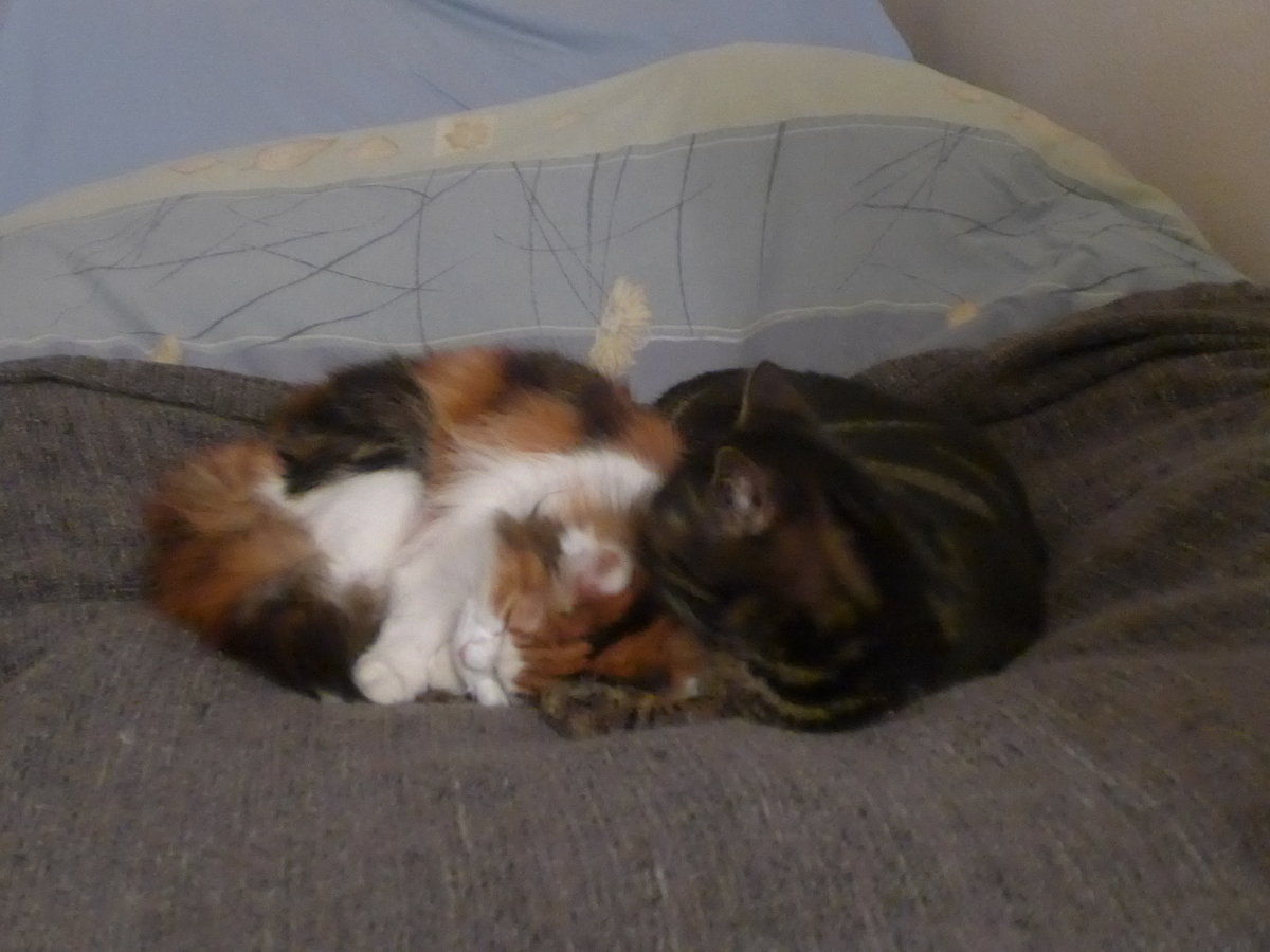 (214'119) - Katze Nimerya und Kater Shaggy balgen auf dem Bett am 8. Februar 2020 in Thun
