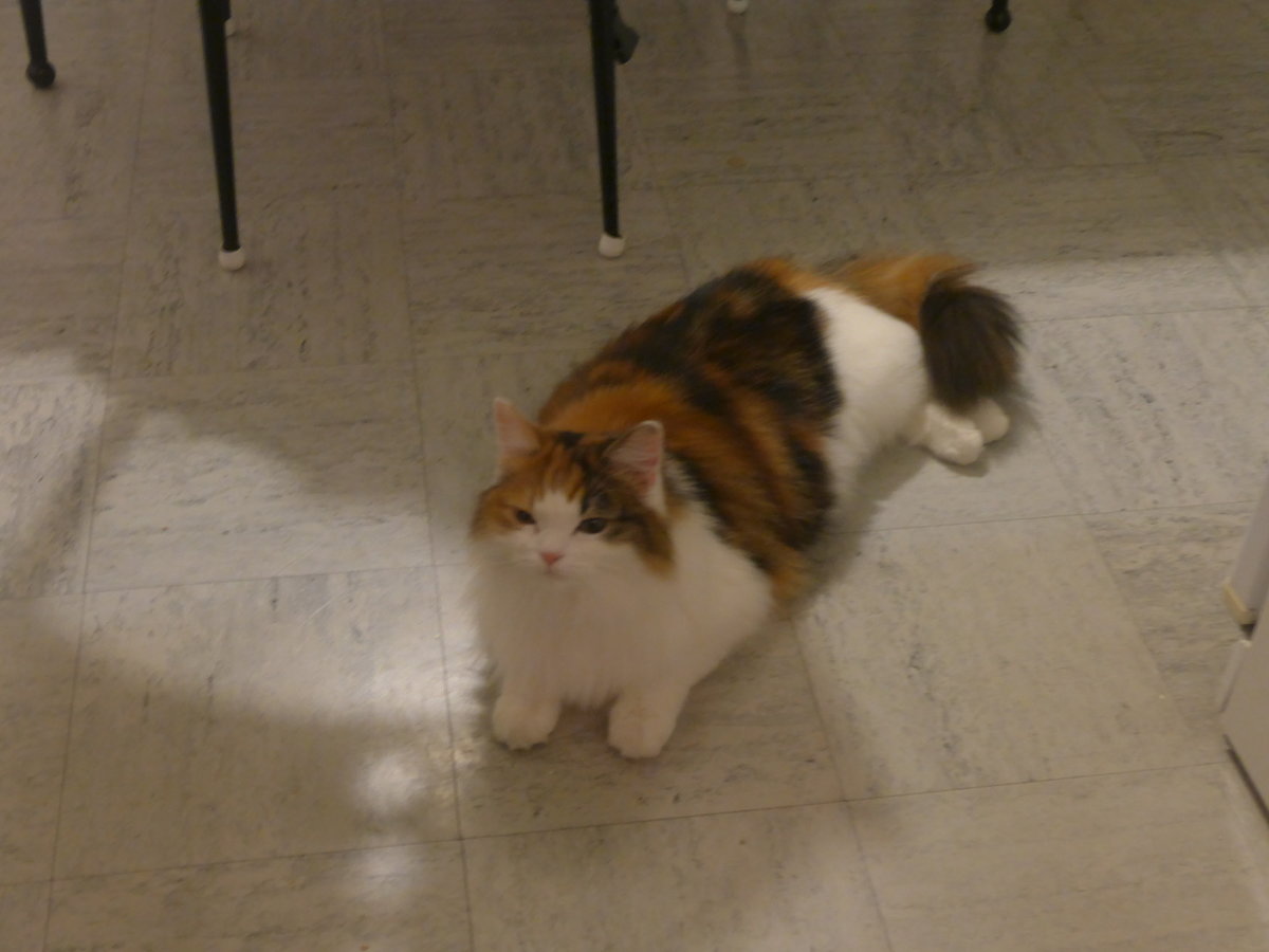 (214'176) - Katze Nimerya am 12. Februar 2020 in Thun