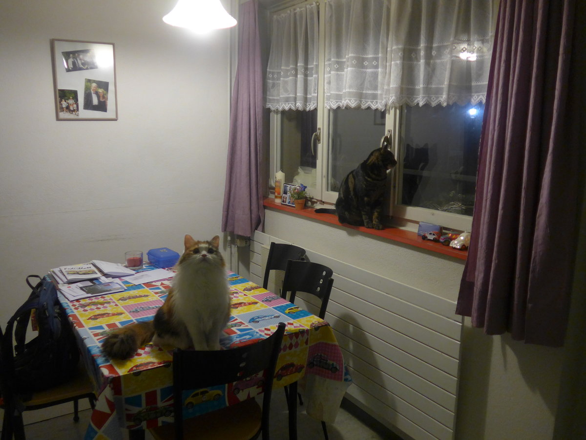 (214'178) - Katze Nimerya und Kater Shaggy in der K�che am 12. Februar 2020 in Thun