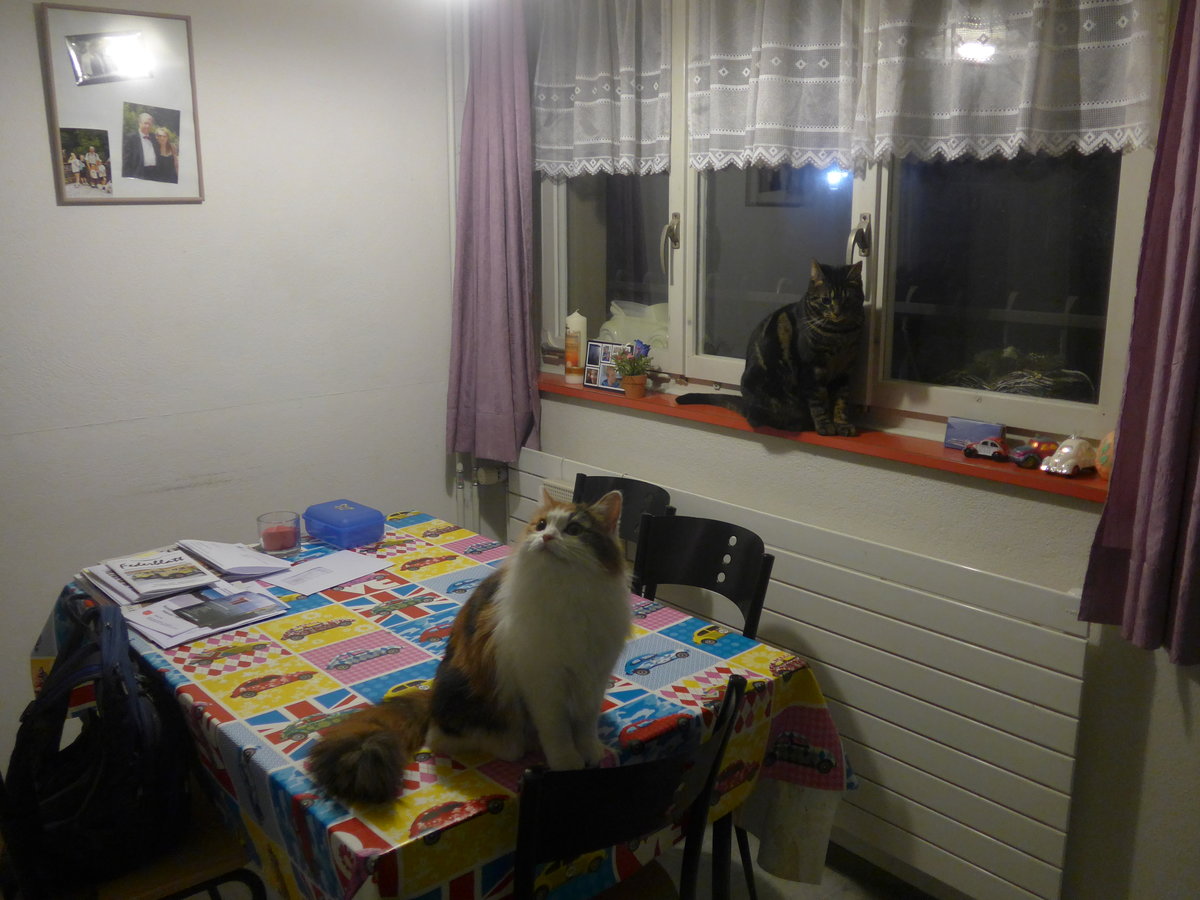 (214'179) - Katze Nimerya und Kater Shaggy in der K�che am 12. Februar 2020 in Thun