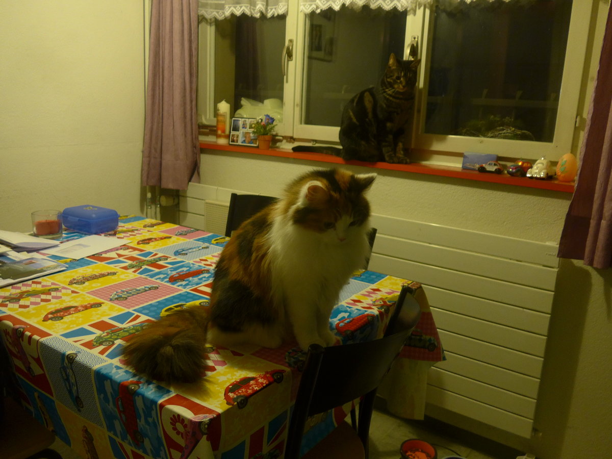 (214'180) - Katze Nimerya und Kater Shaggy in der K�che am 12. Februar 2020 in Thun