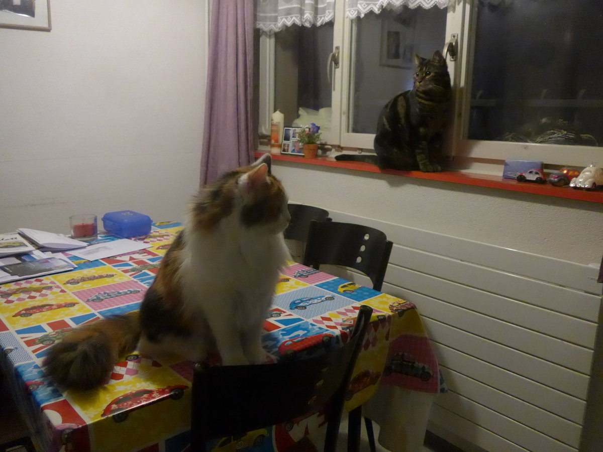 (214'181) - Katze Nimerya und Kater Shaggy in der K�che am 12. Februar 2020 in Thun