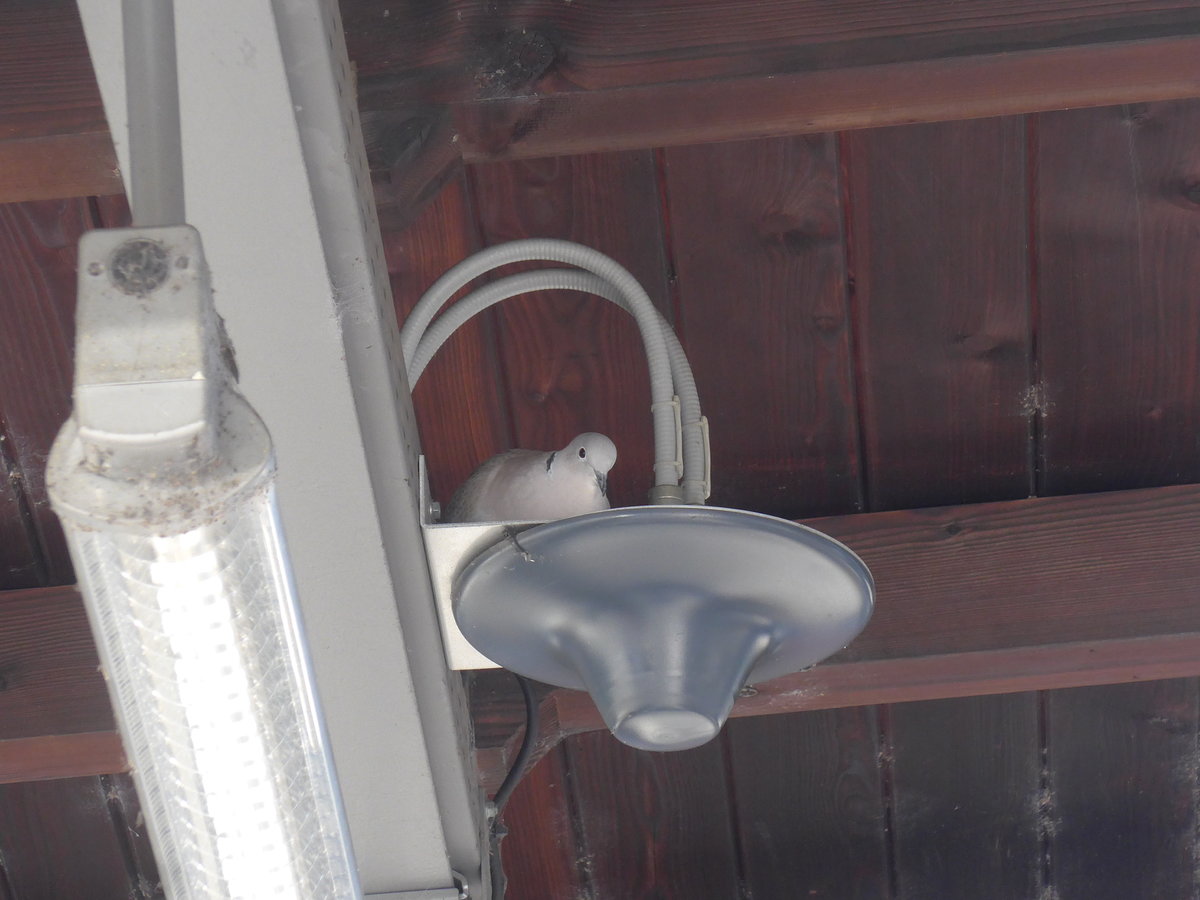 (215'193) - Eine Taube am 15. M�rz 2020 im Bahnhof Thun