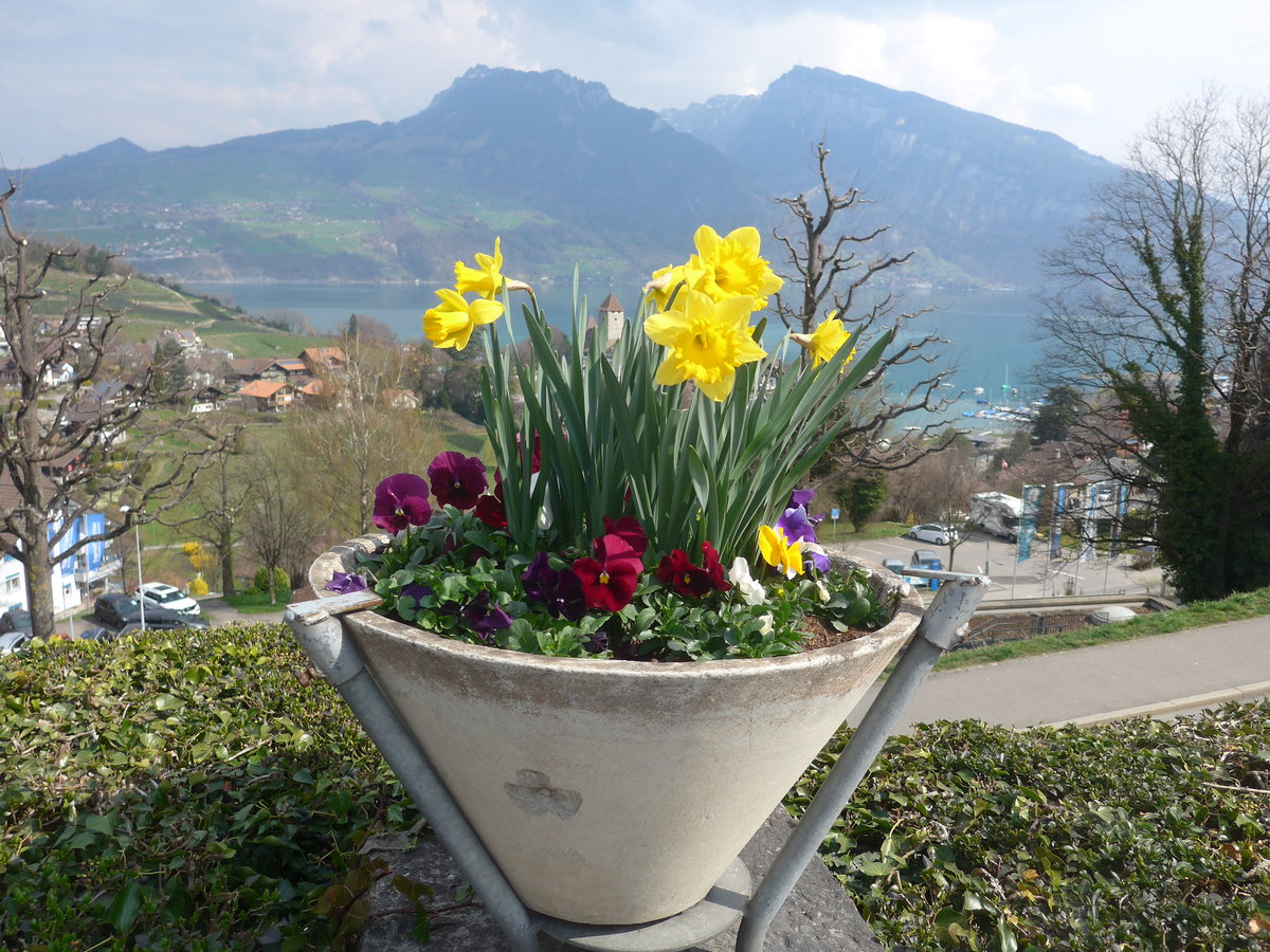 (215'295) - Das Schloss Spiez durch die Blumen am 20. M�rz 2020 vom Bahnhof Spiez aus
