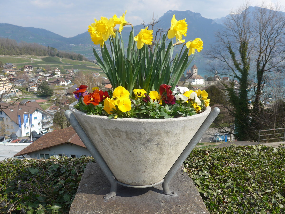 (215'297) - Das Schloss Spiez durch die Blumen am 20. M�rz 2020 vom Bahnhof Spiez aus