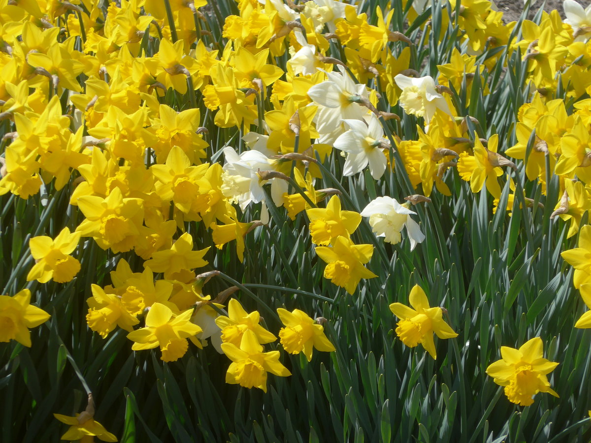 (215'626) - Osterglocken am 27. M�rz 2020 in Thun-Lerchenfeld