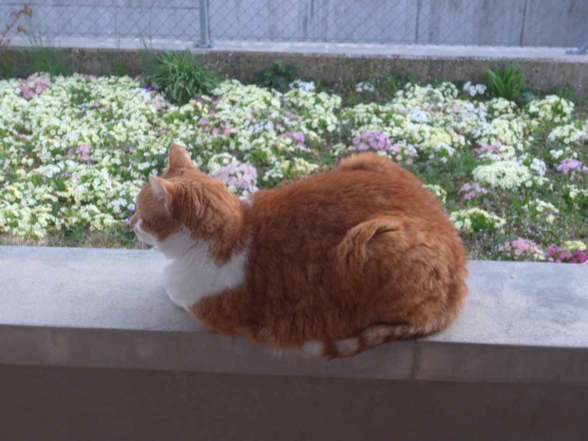 (215'887) - Kater Momo am 5. April 2020 in Thun