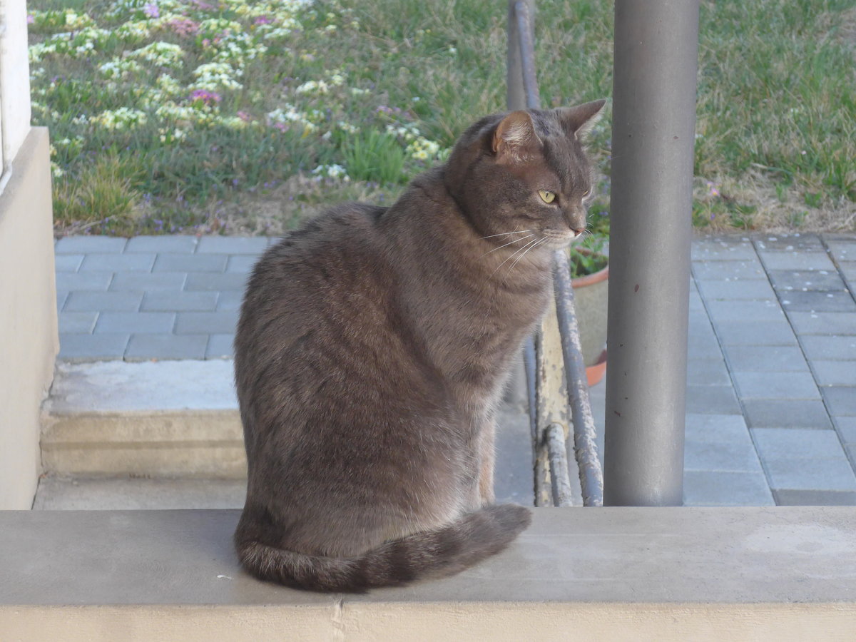 (215'925) - Katze Zana am 6. April 2020 in Thun