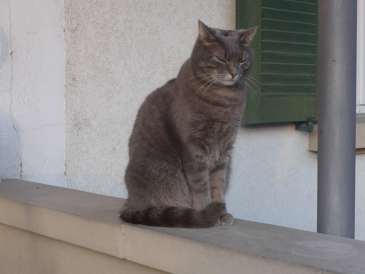 (215'926) - Katze Zana am 6. April 2020 in Thun