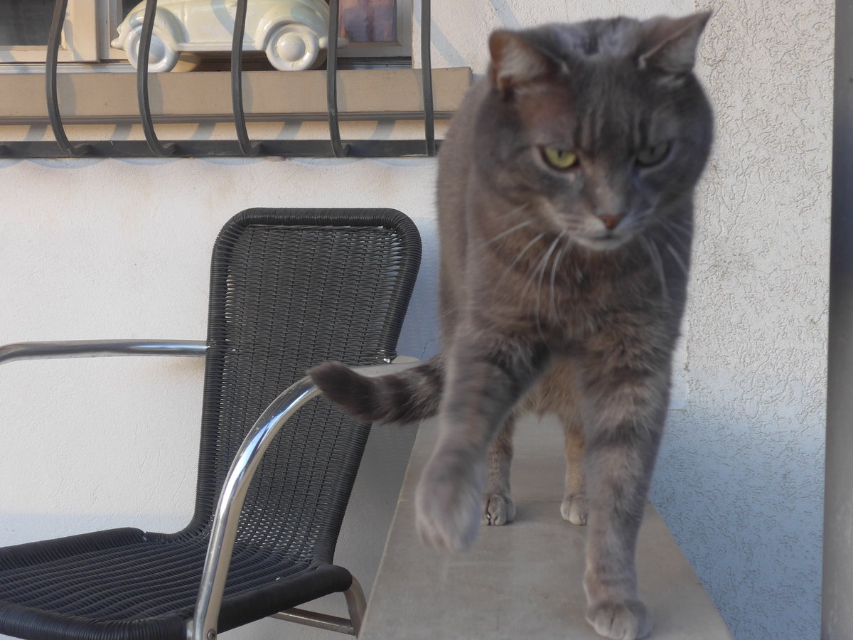 (215'927) - Katze Zana am 6. April 2020 in Thun