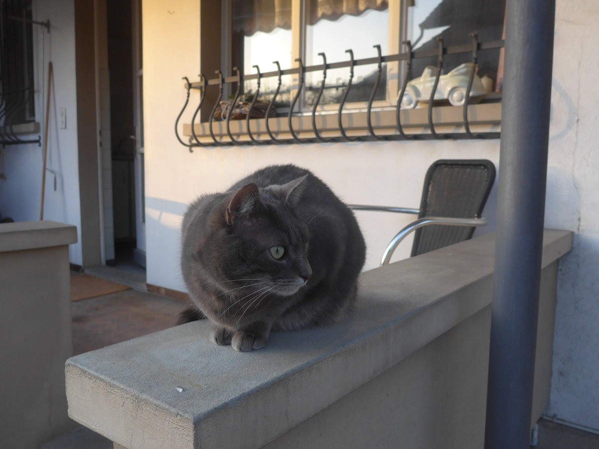 (215'928) - Katze Zana am 6. April 2020 in Thun