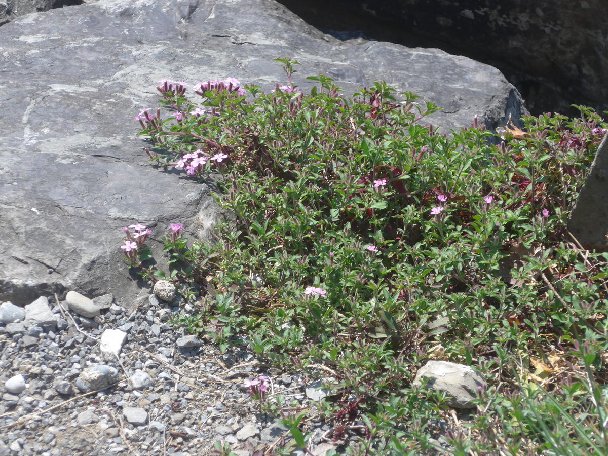 (215'947) - Fr�hlingserwachen am Thunersee am 8. April 2020 in der Beatenbucht