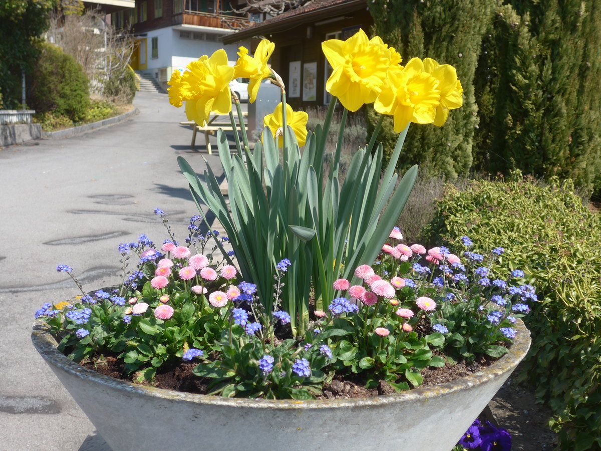 (215'958) - Fr�hling am 8. April 2020 in Gunten