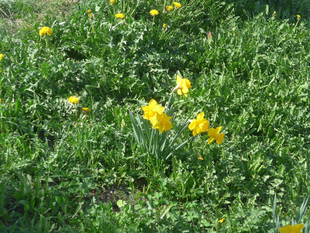 (215'961) - Osterglocken am 8. April 2020 in Thun, Rosenau