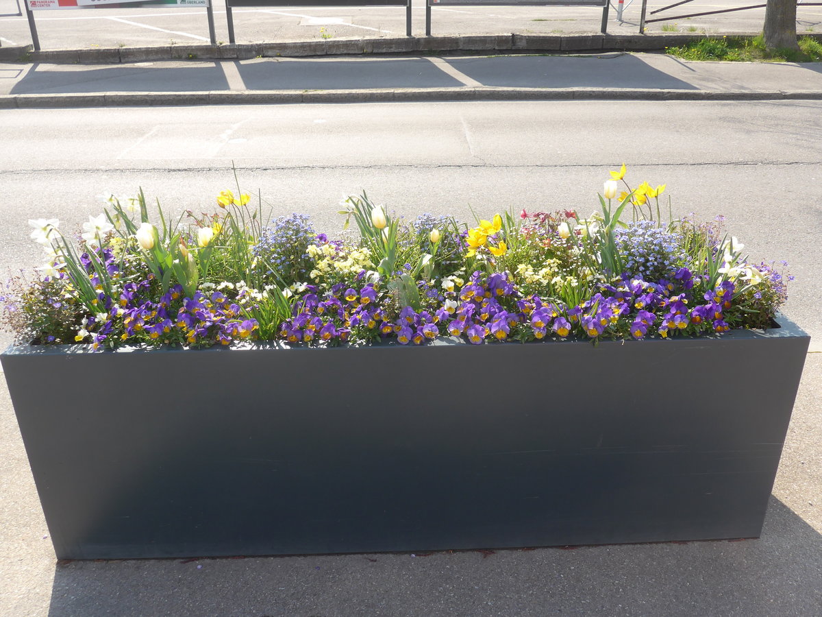 (215'962) - Fr�hlingsboten am 8. April 2020 bei der Schiffl�ndte Thun