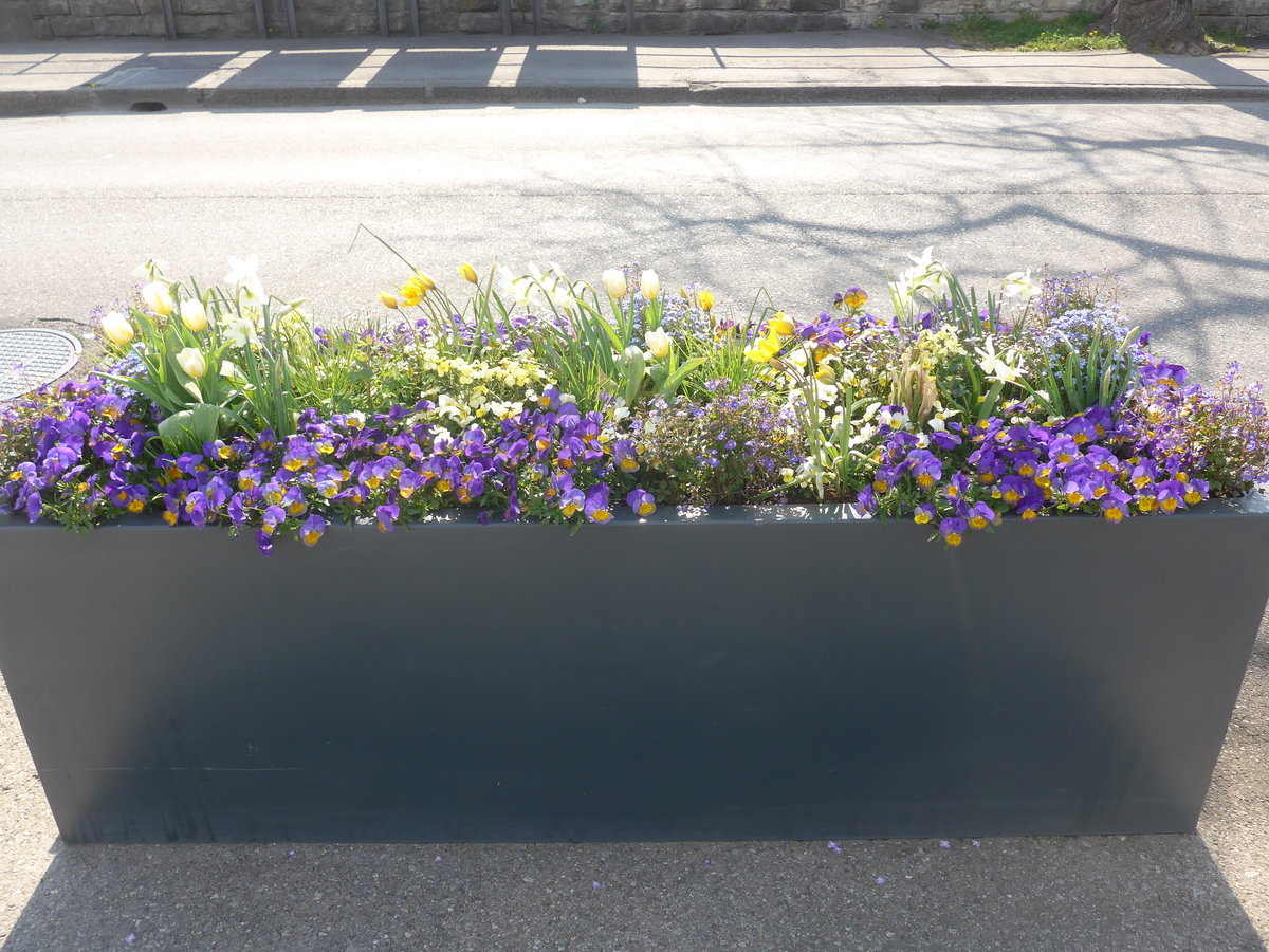 (215'964) - Fr�hlingsboten am 8. April 2020 bei der Schiffl�ndte Thun