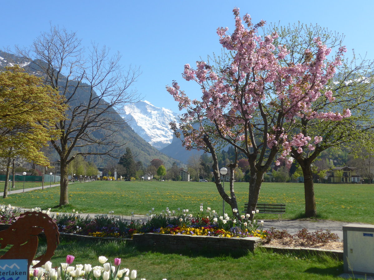 (216'081) - Die Jungfrau zwischen Blumen und B�umen am 15. April 2020 vom H�heweg in Interlaken aus