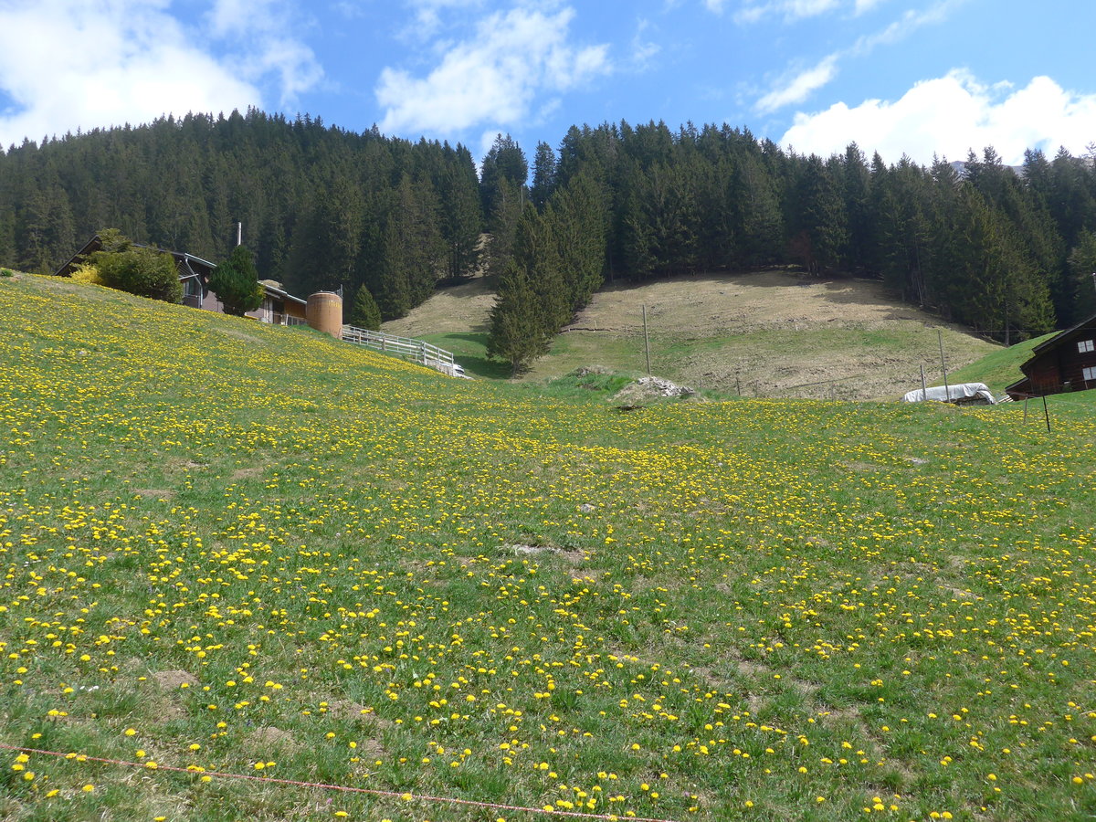 (216'420) - L�wenzahn am 24. April 2020 am Hirzbodenport bei Adelboden