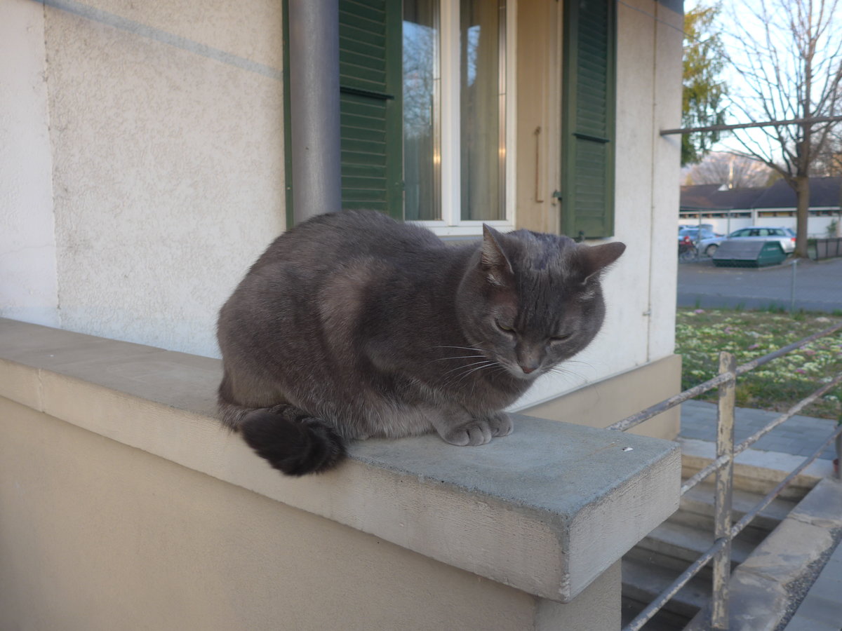 (216'929) - Katze Zana am 6. April 2020 in Thun