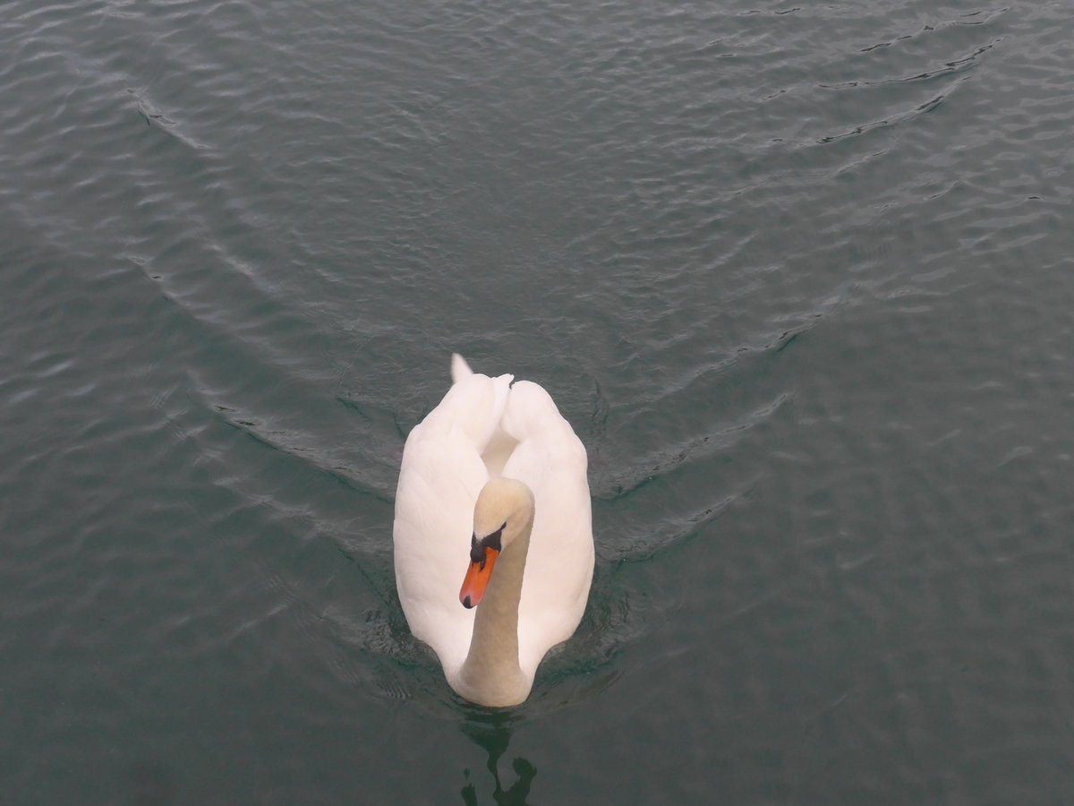 (217'014) - Ein Schwan auf dem Kanal am 10. Mai 2020 beim Bahnhof Thun