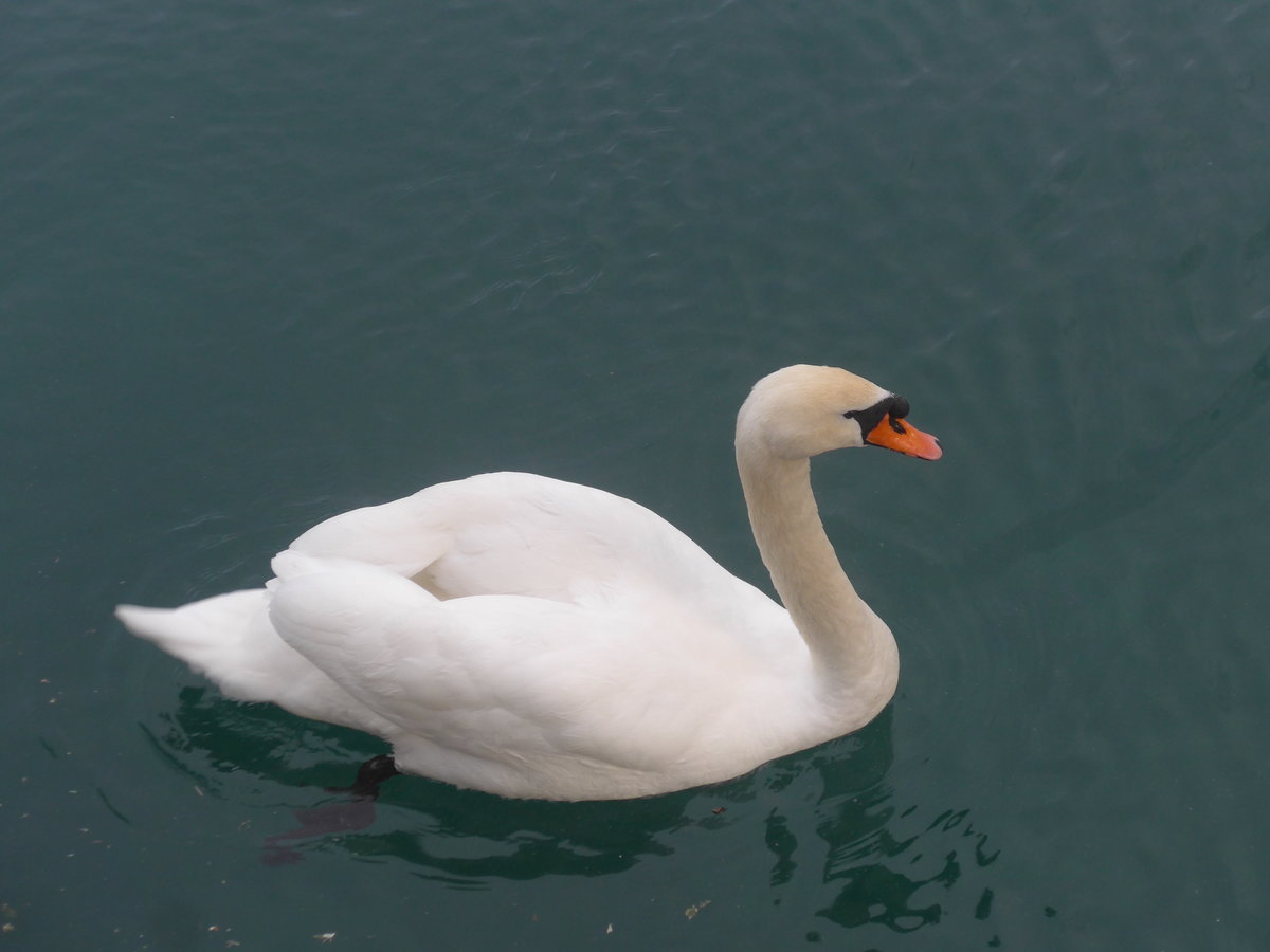 (217'015) - Ein Schwan auf dem Kanal am 10. Mai 2020 beim Bahnhof Thun