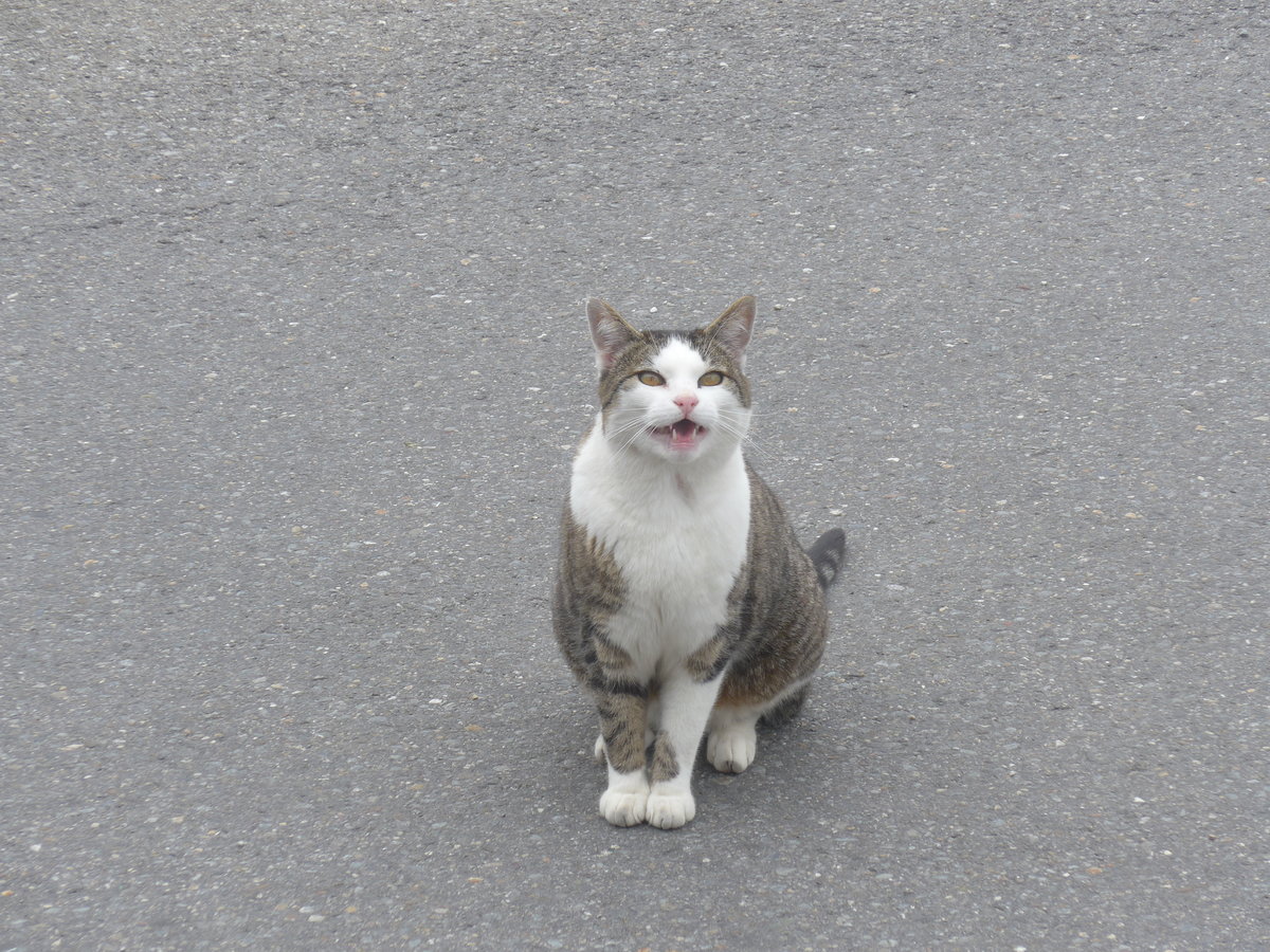 (217'044) - Katze am 17. Mai 2020 in S�renberg