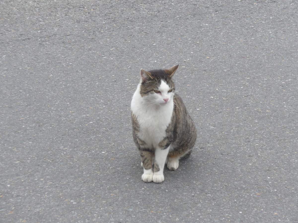 (217'045) - Katze am 17. Mai 2020 in S�renberg